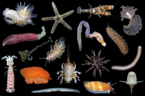 Marine Invertebrates