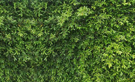 Small Leaves Green Bush Tree Texture Nature Background 7259429 Stock