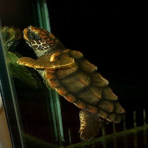 Baby Hawksbill Sea Turtle By Scott D Van Osdol Wildlife ...