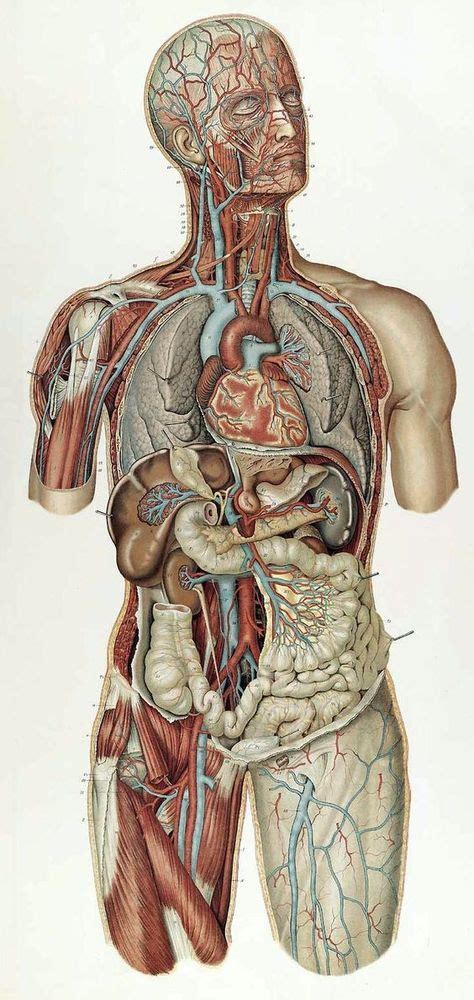 Libros De Anatomia Y Fisiologia Humana Para Descargar