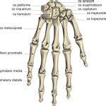 4 human skeleton hand diagrams : Biological Science Picture Directory