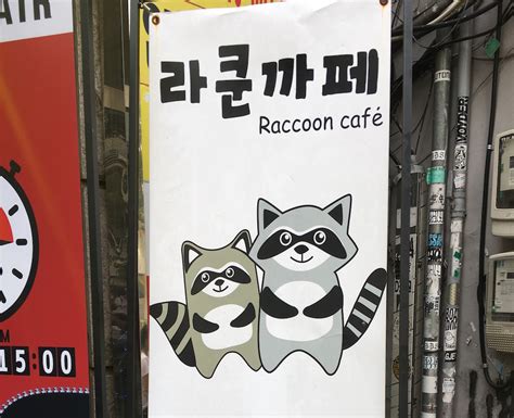 Le Raccoon Café Un Café Animalier Original En Corée Korean