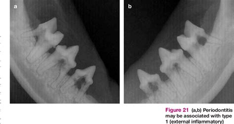 Cat with weight loss and a distended abdomen. PDF Periodontal disease in cats | Semantic Scholar