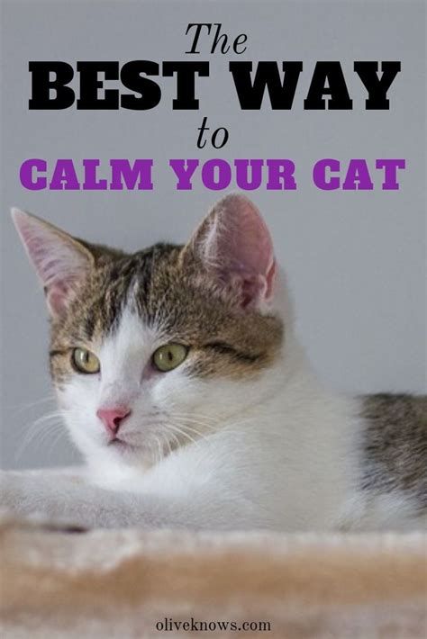 The Best Ways To Calm Your Cat Oliveknows In 2020 Calming Cat Cats