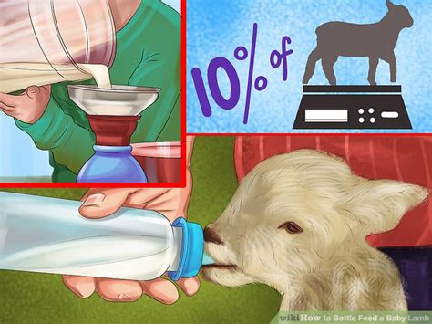 How To Bottle Feed A Baby Lamb 13 Steps With Pictures Wikihow