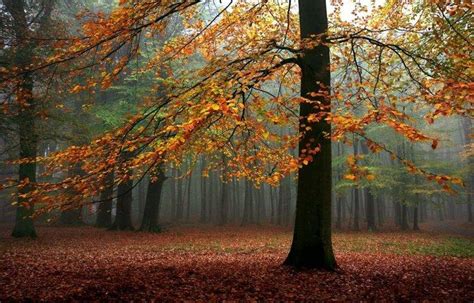 Landscape Nature Fall Mist Forest Trees Leaves Sunlight