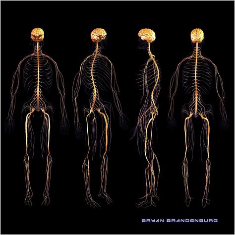 The human nervous system is made up of primarily two sections. 3D Nervous System by Bryan Brandenburg | Human nervous ...
