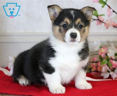 $500, teacup for sale up to $400 near me, teacup for sale under 500, teacup puppies sale, teacup for sale under 1000, micro teacup breeders. Willow | Corgi puppies for sale, Welsh corgi puppies, Corgi