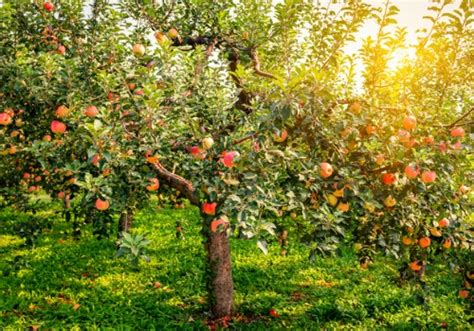 The Apple Trees In The Harvest Season Are Shining In The Sunshine