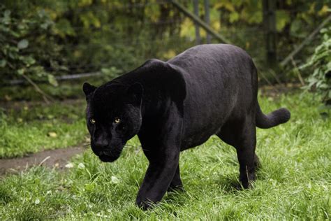 Panther Free Stock Photo Public Domain Pictures