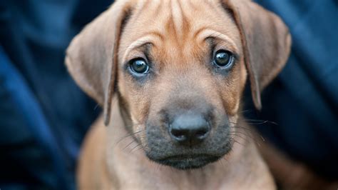 How My 8 Week Old Rhodesian Ridgeback Changed My Life And My Shoes