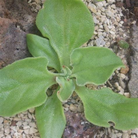Mesembryanthemum Crystallinum Common Ice Plant Seed X 20 Ole