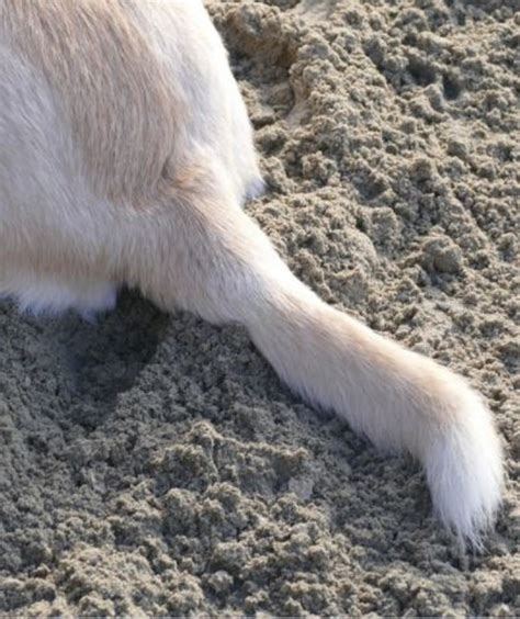 Dog Tail Rear Dogs Health Problems