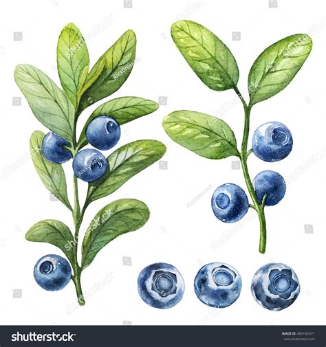 blueberry watercolor botanical illustration Рисунки цветов Ботанические иллюстрации