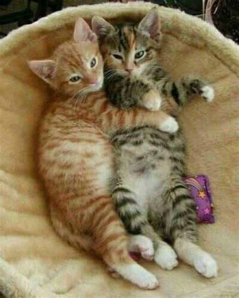 Cuteandadorable Lovely😚🐺 Kitten Cuddle Cute Cats Cute Animals