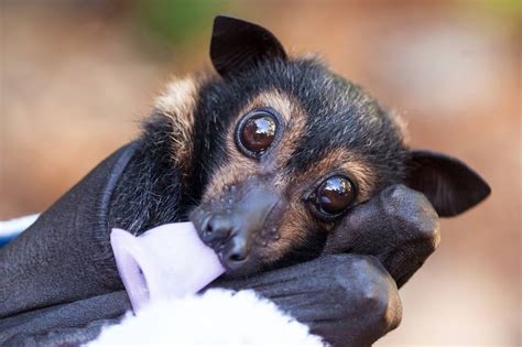 Suzys Animals Of The World Blog The Spectacled Flying Fox