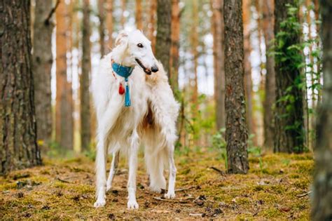 10 Elegant Facts About The Borzoi Mental Floss