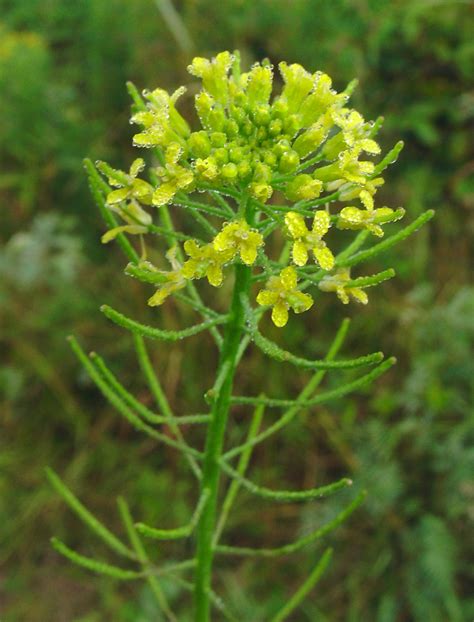 Brassica Juncea Chinese Mustard Go Botany