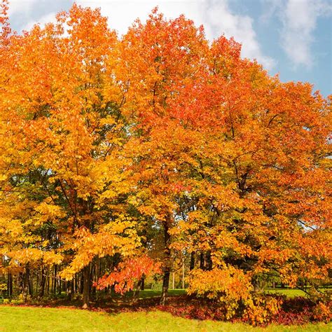 Northern Red Oak Trees For Sale