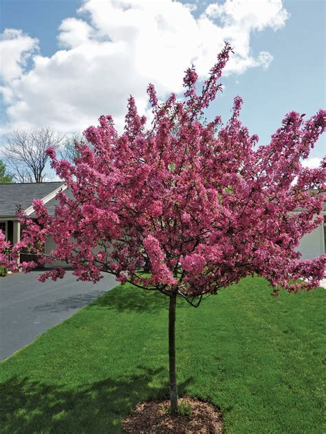 Summer Leibius: Dwarf Flowering Trees Zone 4 : http://hulsnursery.com