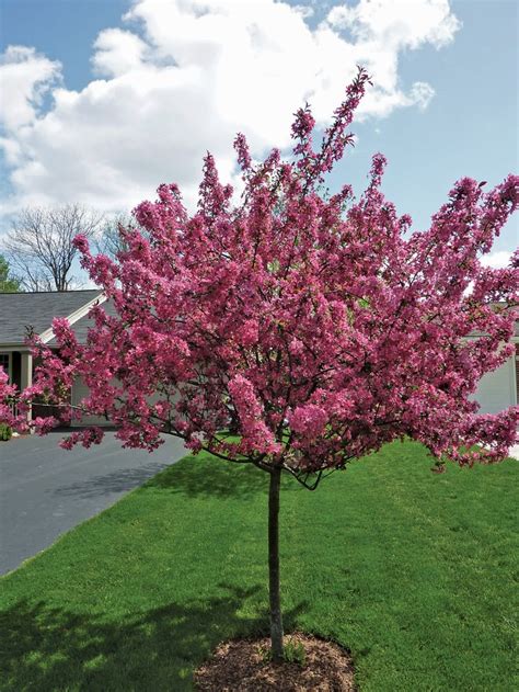 Summer Leibius Dwarf Flowering Trees Zone 4