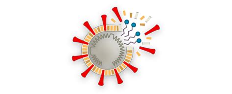 How Coronavirus Hijacks Your Cells The New York Times