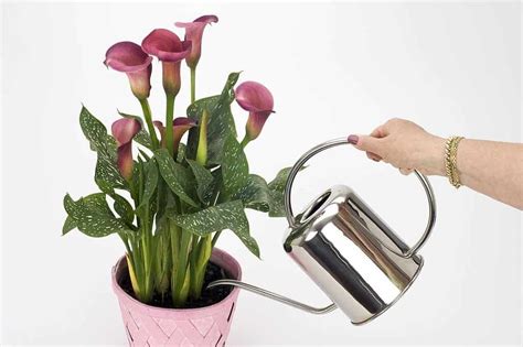 How Often Should You Water Calla Lilies Solved