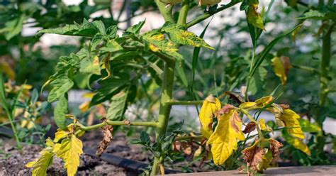 Yellow Leaves On Tomato Plants How To Treat Giy Plants