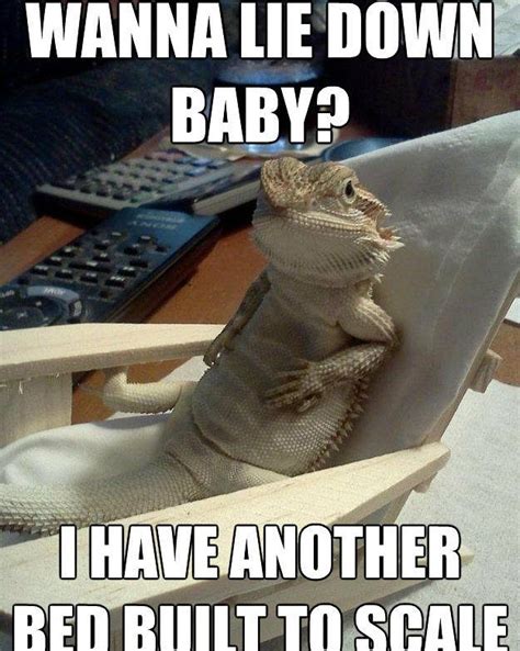 Bearded Dragon Addicts Tag Your Friend Who Would Love This Beardeddragon Beardeddragons