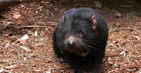 Tasmanian devils have just been born in the wild on the continent's mainland for the first time since they disappeared there about 3,000 years ago. The Devil Fights Back: How the Tasmanian Devil Adapts to ...