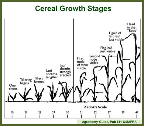 Growth Stages Of Corn Chart