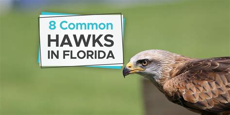 Hawks In Florida 8 Awesome Hawk Species In Florida Birdwatching Buzz