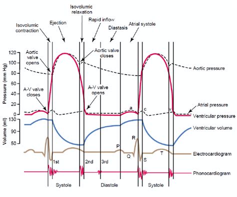Wiggers Diagram Showing The Method Of Detecting Systolic And Diastolic