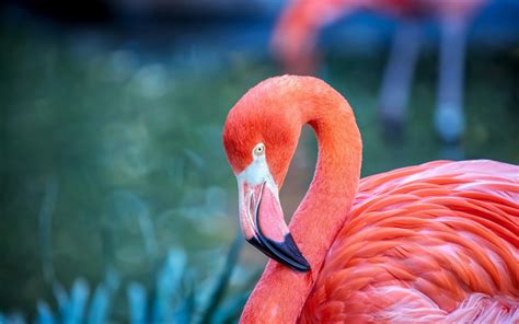 Download Wallpapers Pink Flamingo Beautiful Pink Bird Lake Wildlife Flamingo For Desktop