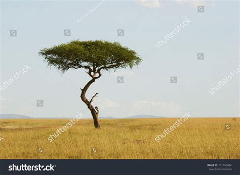 Large Acacia Tree In The Open Savanna Plains Of Masai Marakenya Stock