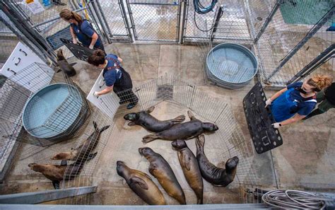 50 Years 10000 Rescues Make Laguna Beachs Marine Mammal Center Ocean