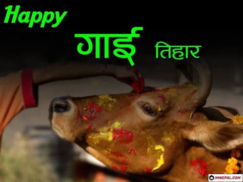 Happy Gai Tihar Cow Puja Nepal Greetings Cards Image Wallpapers