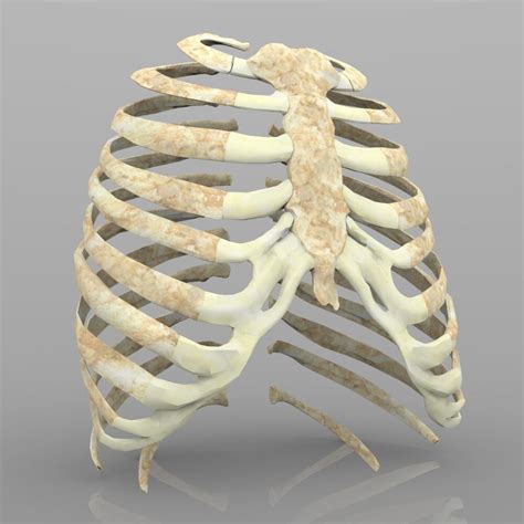 The enclosing structure formed by the ribs and the. 3D Rib Cage With Texture | CGTrader