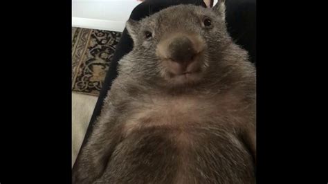 Funny Baby Wombat Yawning Youtube