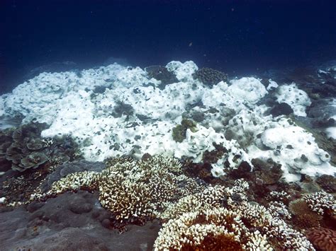 Seemorerocks The Great Barrier Reef Is Dying