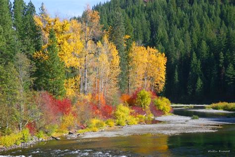 Fall Color Wenatchee River Fall Colors Leavenworth Wenatchee