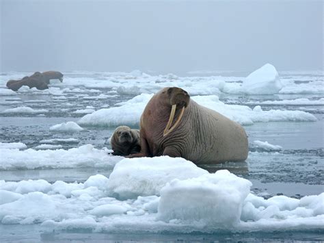 Giants On Ice Gallery Of Walruses Live Science
