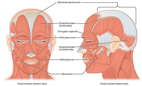 113 Axial Muscles Of The Head Neck And Back Medicine Libretexts