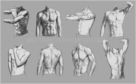 Anatomical Study Torso Art Reference Male Torso Body Reference Drawing