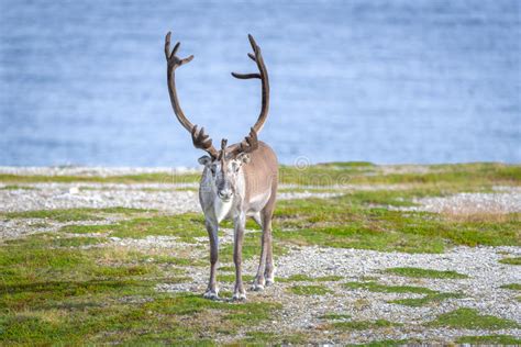 Reindeer In Summer In Arctic Norway Stock Photo Image Of