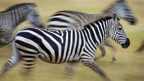 Scientists Find Answer To Why Zebras Have Stripes Kidsnews