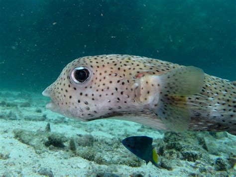 Puffer Fish This Is Porky The Puffer Fish Well Known To T Flickr