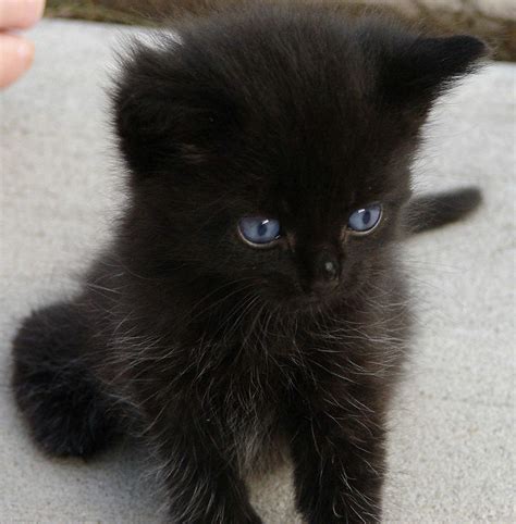 Fuzzy Black Kitten Cats Cats Cats Pinterest
