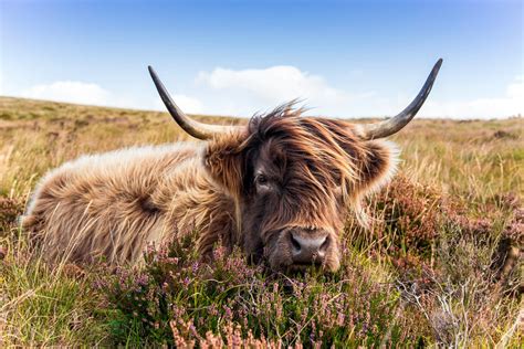 Highland Cow On Dartmoor By Lee Humphreys Photography Etsy