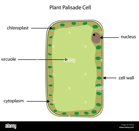 Labeled Diagram Of A Plant Palisade Cell Where Photosynthesis Takes